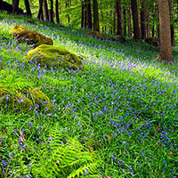 Amongst the woods of the Lake District lie lush forests full of ferns and Blue Bells in the spring.