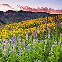 The sky lights up over the Wasatch Crest. The record snow pack from last season resulted is mountain sides full of healthy wildflowers.