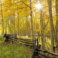 I took this not too far outside of Telluride on my way south. There was something so interesting to me about the old fence made from the Aspens that surrounded it.