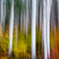An abstract study of some Aspens above Park City.