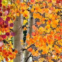 This small grove of Aspens was the only one I happened to find in that had such intense red and copper colors. 