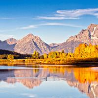 Lone Loon swimming below Mt Moran on Oxbow Bend.