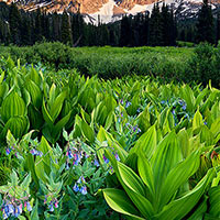 The months of July and August this year were astounding for the color, variety and lushness of the plants and flowers found in the Wasatch mountains. 