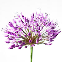 The Allium is such a pretty flower with a stalk 18" high and a flower a bit bigger than a baseball. It offers so many oppurtunities for photographing.