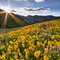The wildflowers in the Wasatch this spring were knee to waist high. Which drew me up there at every spare moment.