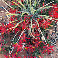 I thought the colors of the Indian Paint Brush and tendrils of the Yucca made a wonderful contrast. 