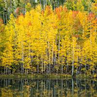 An idealistic mountain local in full Autumn colors. 