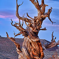 A few of the Bristlecone pines in the White mountains have stood for close to 5,000 years.  It's hard for me not to be without words in light of what these gnarled beauties have been witness to. 