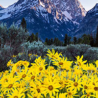 Spring in Wyoming especially around Teton National Park is colorful to say the least. Lupine, Paintbrush, Mules Ear, and dozens of others paint the landscape. 