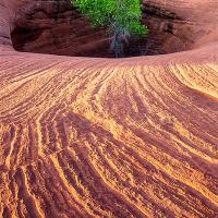 High above the desert floor near the top of a sandstone dome you can find cottonwood trees growing in tanks. Water collects during the summer rains and sustains these trees for years.