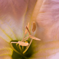 Even deep in the canyon country these hearty blossoms can be found. One of my favorite flowers.