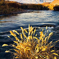 I thought this tuft of grass beside the Owen's River catching the first golden rays of the day was just too good to pass over. 