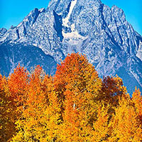 The aspens turn to their fall colors in preparation for the coming winter.