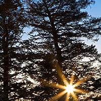 Shot not long after sunrise on Signal Mtn. I was truly captivated for a time by how the fall light came through the trees.