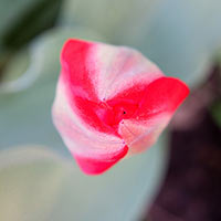 Detail shot of one of the poppies that pop up in my backyard every year.