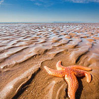 This lone starfish was racing... well, doing what it could to catch up with the receding tide.