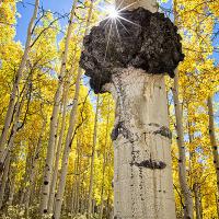 I was walking through the forest outside Telluride and just as I passed under this burl the sun flashed around the trunk. I had to take the shot.