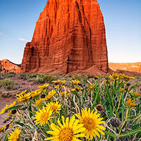 I made the drive out to Cathedral Valley in Capital Reef National Park which is a solid 6 hours from my house to look around. The flowers just weren't ready so I returned a week later, got up for dawn at 5:15 and waited for the sun to just kiss the top of this tower.