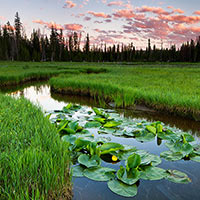 Trident Lake is rather high up in the Uinta Mountains. The blooming water lilies under delicate clouds at sunset made for a great end of day view.